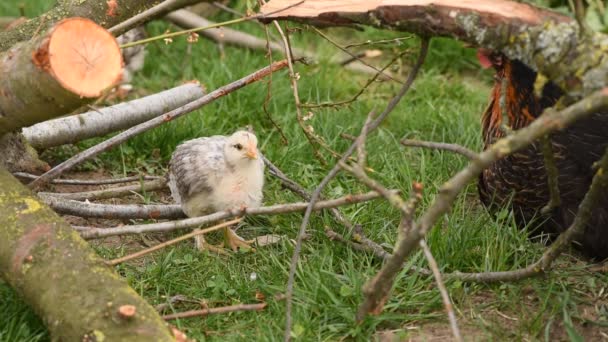 Hühner Mit Kleinen Küken Suchen Zwischen Den Ästen Eines Gefällten — Stockvideo