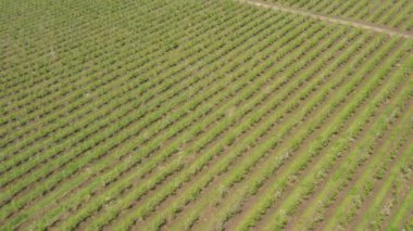 Bir sürü cüce ağacı olan ekilmiş yeşil meyve bahçesinin hava aracı görüntüsü. Eğik teknikle vinç atışı. 
