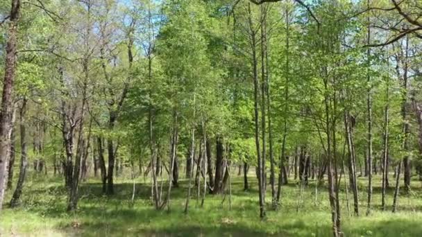 Wśród Zielonych Drzew Lesie Przyroda — Wideo stockowe