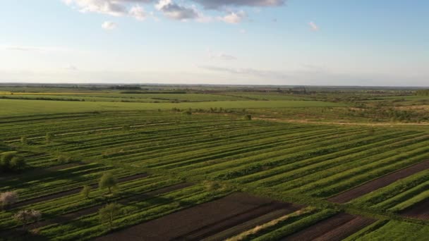 Vista Aérea Drone Tierras Cultivo Con Muchos Campos Verdes Hermoso — Vídeo de stock