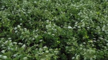 Dev Hogweed (Heracleum, Cow Yaban havucu) adlı tehlikeli bitkilerin insansız hava aracı görüntüsü çayırlarda kontrolsüzce yayılır.
