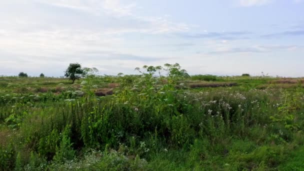 Sträucher Heracleum Auf Dem Feld Ist Eine Gefährliche Mehrjährige Sich — Stockvideo