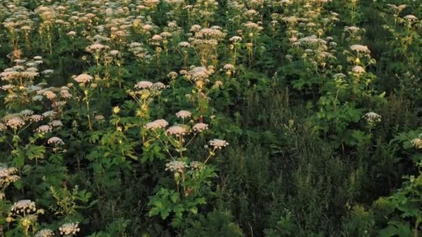 Giftige Pflanzen Heracleum Auf Dem Feld Ist Eine Gefährliche Mehrjährige — Stockvideo