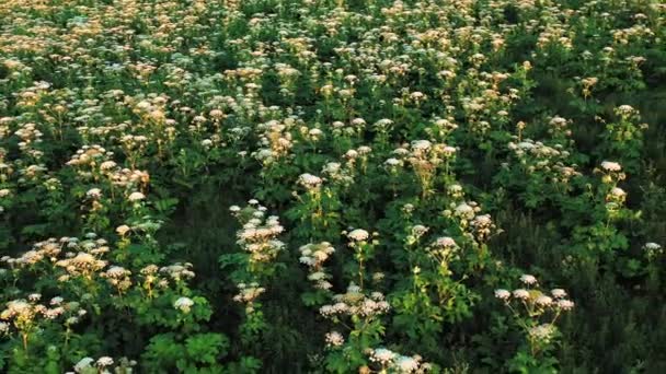 田野里有很多有毒的植物被称为巨人霍格沃什或奶牛Parsnip 开花时间 Aerial Drone View — 图库视频影像