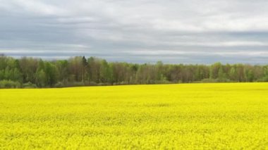 Tarım arazisindeki kolza tohumu çiçeklerinin güzel manzarası, arka planda yeşil orman ve gökyüzü. Tarım teması.