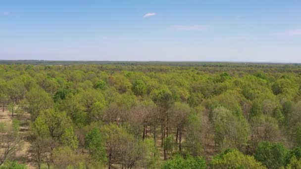 Aereo Drone Vista Della Foresta Quercia Verde Paesaggio Naturale Bellissimo — Video Stock