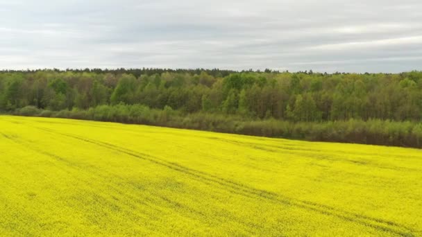 Drone Widok Żółtego Pola Uprawnego Rzepaku Pobliżu Zielonego Lasu Temat — Wideo stockowe