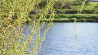 Gölün kıyısında ağlayan söğüt. Rüzgâr ağacın dallarını sallıyor. Bahar. Doğal manzara.