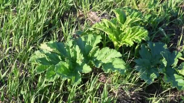 Poisonous Plants Giant Hogweed Heracleum Cow Parsnip Meadow Juice Dangerous — Stock Video
