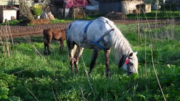 Grijze Paarden Grazen Het Gras Een Veulen Loopt Buurt Verhalen — Stockvideo