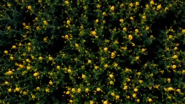黄色的油菜花在耕地上播下了栽培的农作物 高瞻远瞩 花草场 花的动态模式 Drone Footage — 图库视频影像
