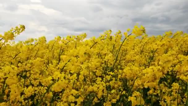 Flores Amarelas Colza Uma Planta Cultivada Agrícola Terras Agrícolas Campo — Vídeo de Stock