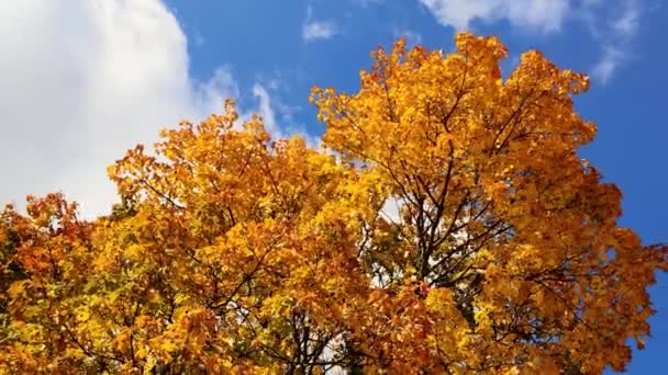 Güneşli Bir Sonbahar Gününde Mavi Gökyüzünün Arka Planında Altın Yaprakları — Stok video