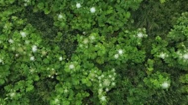 Dev Hogweed olarak bilinen Heracleum mantegazzianum bitkisinin işlenmemiş zehirli bitkisi. Uçak Drone görünümü, üst görünüm