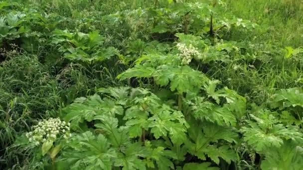 Poison Plant Heracleum Giant Hogweed Cow Parsnip Juice Causes Phytophotodermatitis — Stock Video