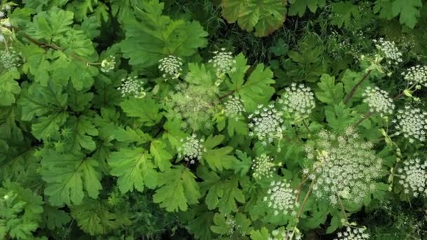 Plantas Venenosas Hogweed Gigante Heracleum Cow Parsnip Propaga Incontrolablemente Prado — Vídeos de Stock