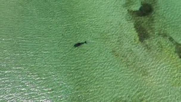 イルカは獲物を求めて海で泳ぐ 黒海のDzharylhach島の近く ウクライナの観光地 空中ドローンビュー トップビュー — ストック動画