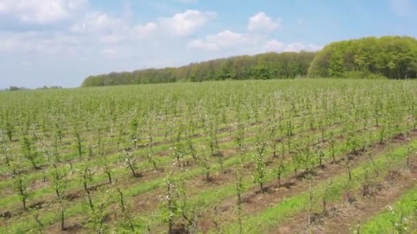 Gecultiveerde Groene Boomgaard Bloeitijd Tuinbouw Thema Tussen Bloesem Dwergbomen Tuin — Stockvideo