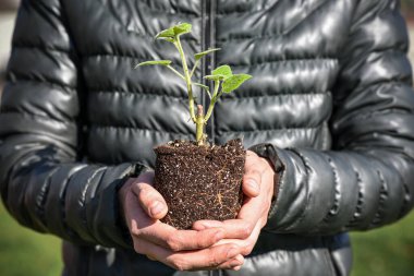 Genç yeşil filizler insanların elinde. Yeşil çevre kavramı.