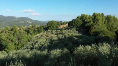 Dağların yamaçlarında yeşil zeytin bahçesi. Zeytinyağı üretimi için zeytin yetiştiriyorlar. İtalya 'da doğa. Drone görünümü