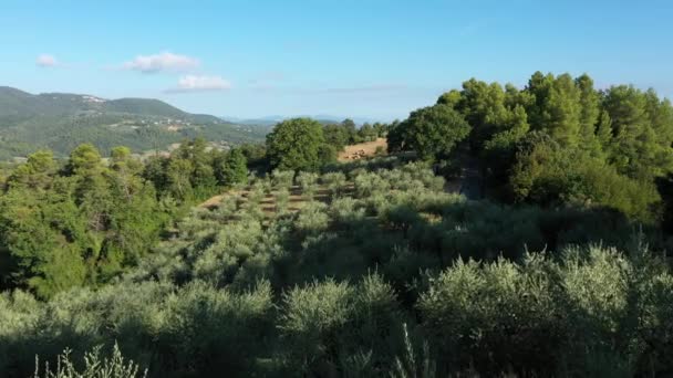 Jardin Oliviers Verts Sur Les Pentes Des Montagnes Culture Olives — Video