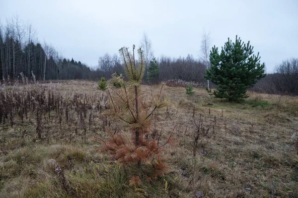 Giovane abete rosso nella foresta autunnale in tempo nuvoloso — Foto Stock