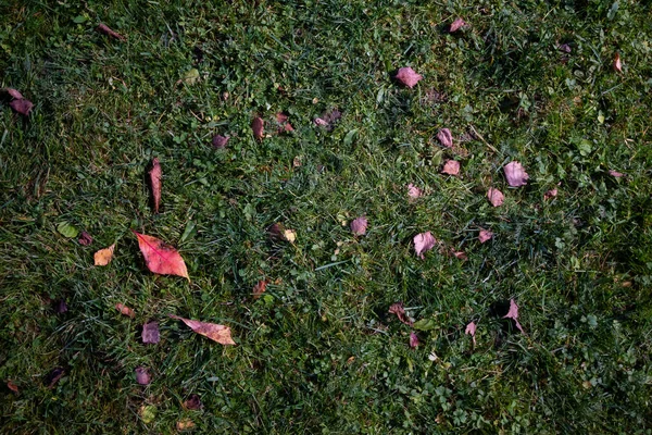 푸른 풀 위에 있는 가을 잎, 위쪽을 배경으로 한 자연 경관 — 스톡 사진