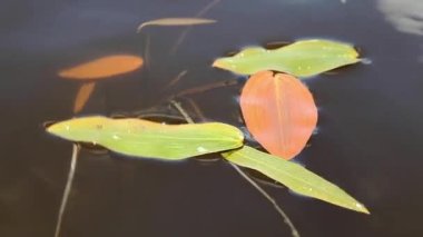 Su yüzeyindeki bitki yaprakları yakınlaşır.