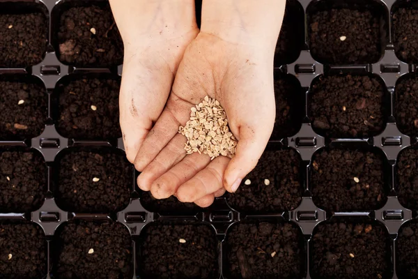 Дети руки с семенами, которые будут посеяны — стоковое фото