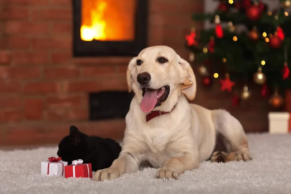 Čeleď pets, přijímání dárků k Vánocům — Stock fotografie
