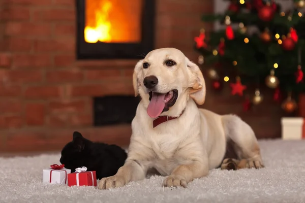 Family pets receiving gifts for Christmas — Stock Image Family pets receiving gifts for Christmas Stock Photo