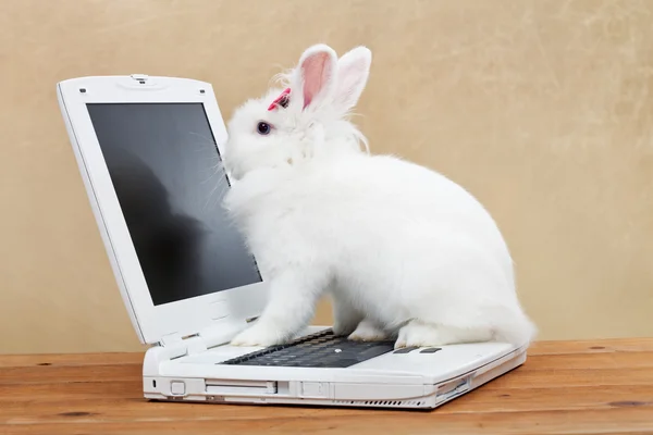 Bonito coelho estuda tecnologia de computador — Fotografia de Stock