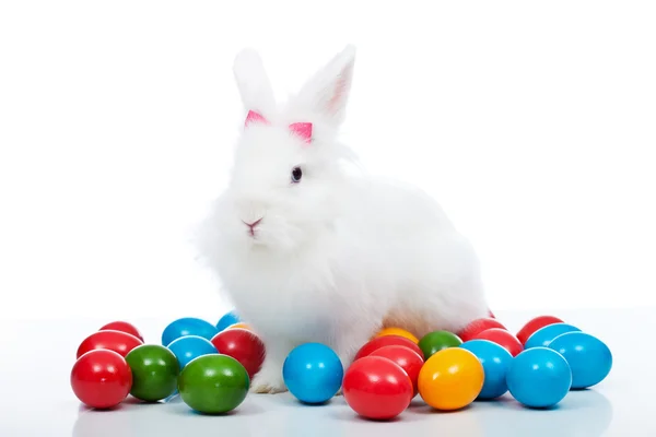 Mignon lapin de Pâques blanc parmi les œufs colorés — Photo