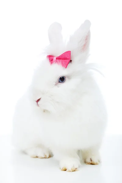 Cute white rabbit with pink bow — Stock Photo, Image