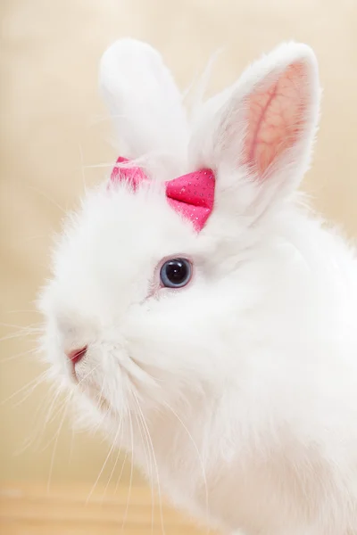 Listo para mi primer plano - lindo retrato de conejo —  Fotos de Stock