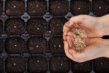 Hands holding spring seeds ready to sow clipart