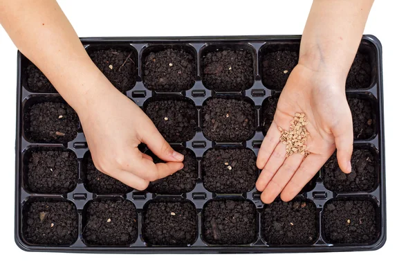 Jovens mãos semeando sementes de legumes na bandeja de germinação — Fotografia de Stock