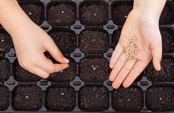 Mãos de criança espalhando sementes na bandeja de germinação — Fotografia de Stock