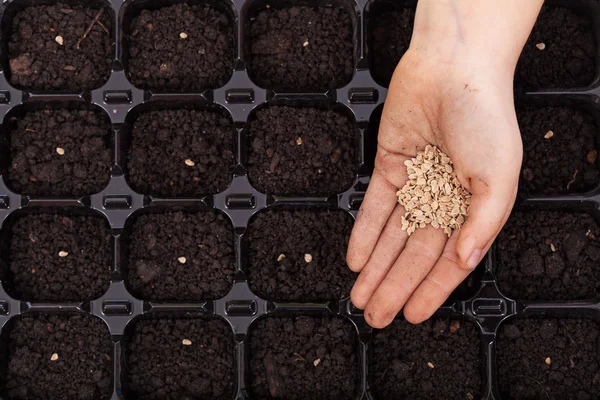 Mão espalhando sementes em bandeja de germinação — Fotografia de Stock