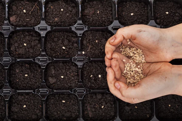 Manos sosteniendo semillas de primavera listas para sembrar — Foto de Stock