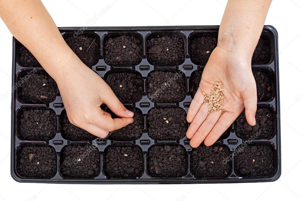 Young hands sowing vegetable seeds in germination tray
