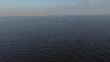 Güzel beyaz boğmaca kuğular gölde yüzüyor.