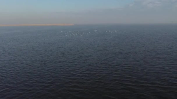 Mooie witte whooping zwanen zwemmen in het meer. — Stockvideo