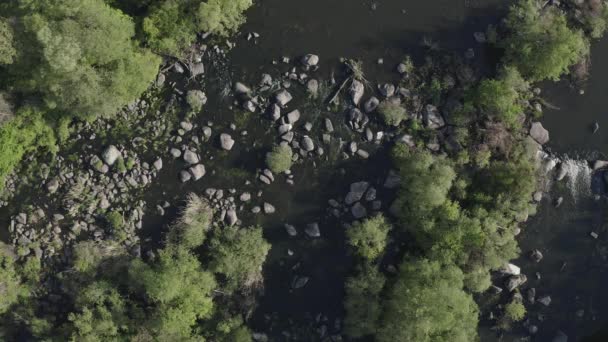 Фон дикого речного ручья. Много камней в воде с зелеными деревьями. — стоковое видео