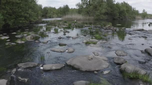 Vacker flodrulle med bäck och vit svan — Stockvideo
