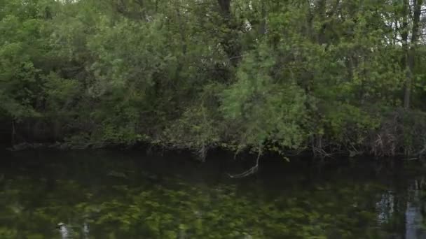 Green trees above the water surface. — Stock Video