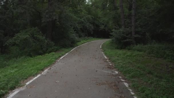 Route asphaltée dans la forêt entre les arbres. — Video