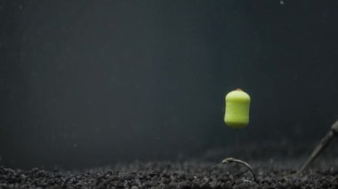 Sazan balığı saç teçhizatı ve sarı kancalı çıban.