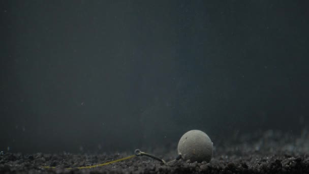 Senksieder mit Haargerät zum Karpfenfischen unter Wasser — Stockvideo