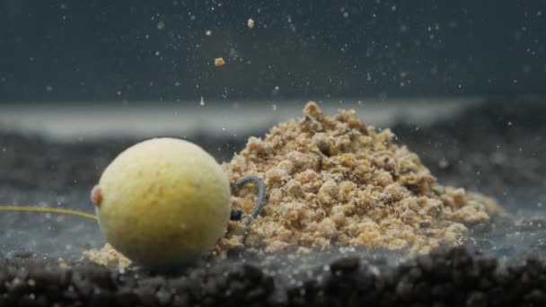 Kochendes Futter für Karpfen mit Grundködern unter Wasser — Stockvideo